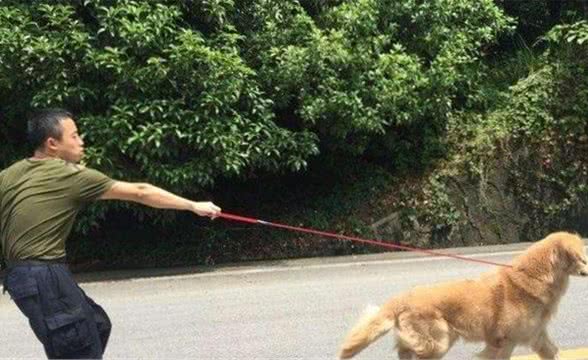 狗狗出门爆冲还扑人，怎么纠正？来看这里