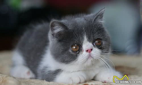 这7种猫成为流浪猫，基本上很难生存，养了就不要抛弃它