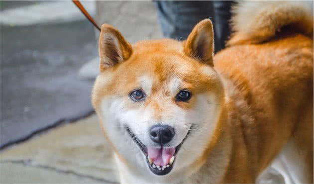 柴犬和秋田犬如何区分秋田犬和柴犬哪个比较好养？