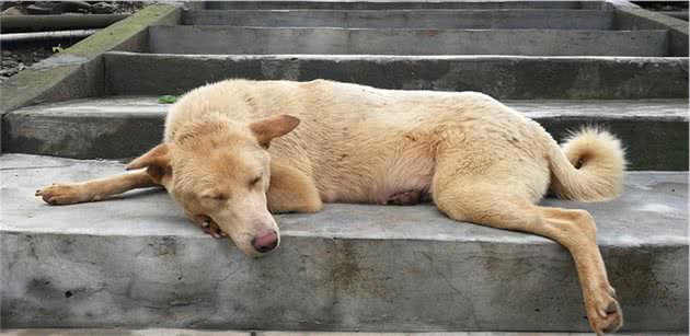 土狗为何不吃主人筷子上的肉？三点宠物犬饲养者所不了解的原因