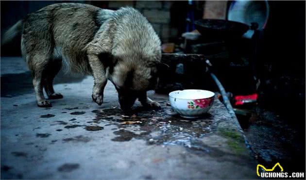 土狗为何不吃主人筷子上的肉？三点宠物犬饲养者所不了解的原因