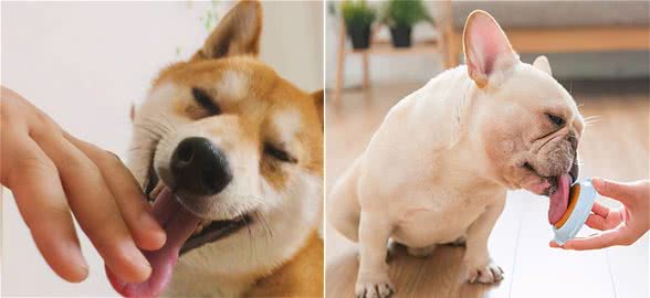 狗舔你，是真的喜欢你吗？揭秘狗狗舔人时的6种真实想法