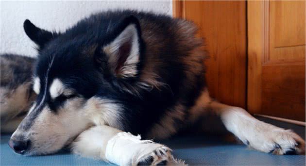 狗狗前腿有点瘸怎么办