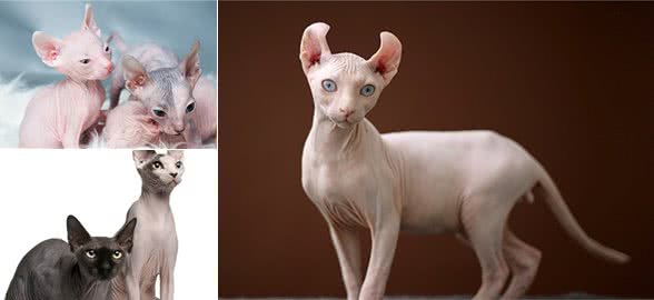 教你选猫系列，猫咪品种介绍及品相判断（11）—斯芬克斯猫