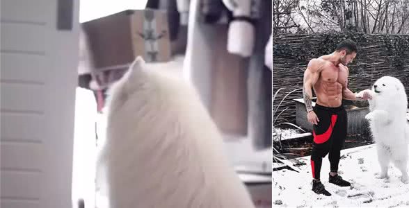 只因帮主人收了件快递,萨摩耶就……神奇地变身了!