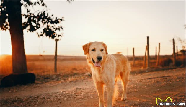 犬字家族：犬狗獒猋狱，人类最忠实的朋友，人们如何为它造字呢？