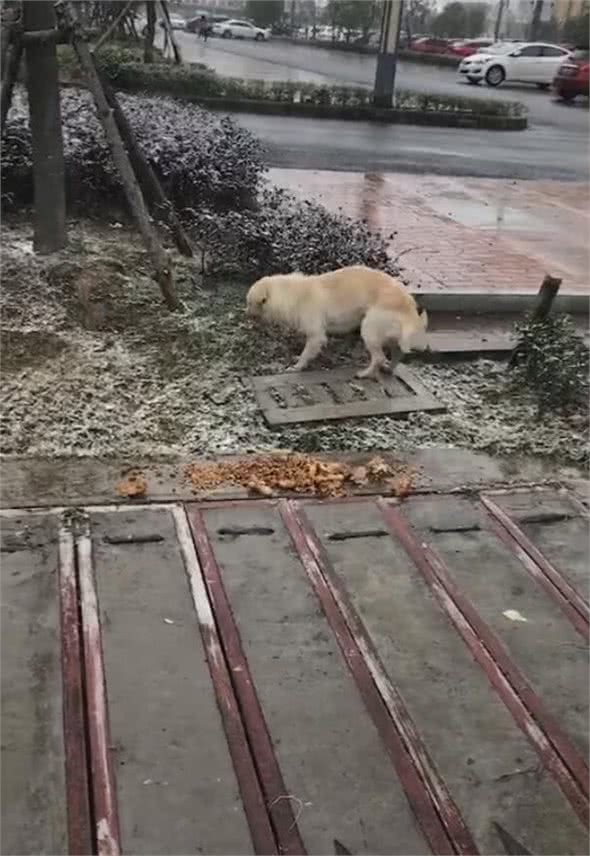 狗狗冻得发抖，雨伞跟狗碗被拿走，一地的食物让狗难堪