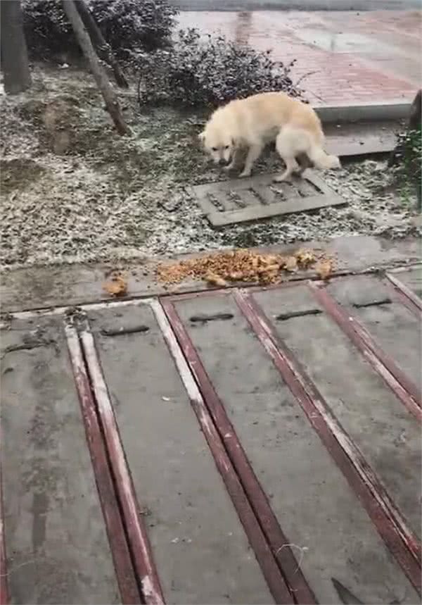 狗狗冻得发抖，雨伞跟狗碗被拿走，一地的食物让狗难堪