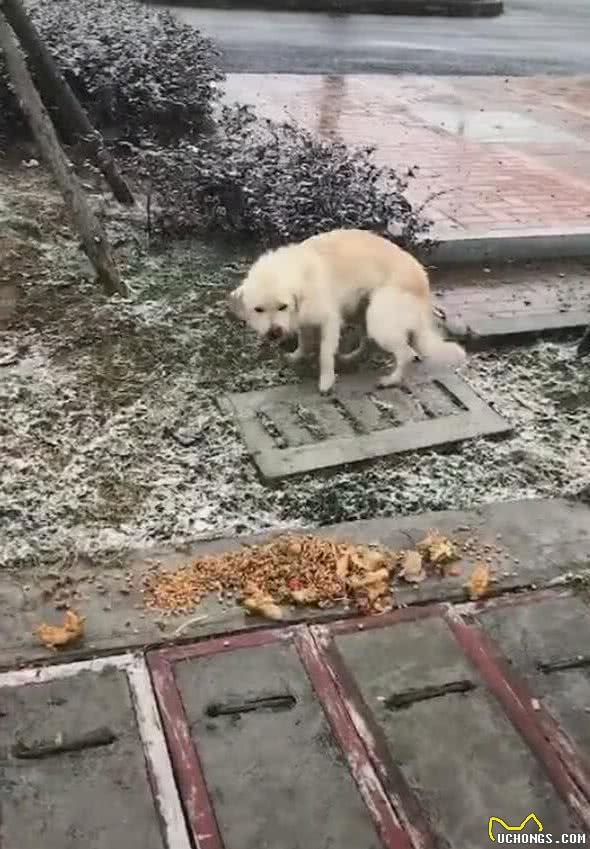 狗狗冻得发抖，雨伞跟狗碗被拿走，一地的食物让狗难堪