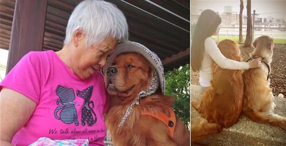 金毛见陌生人突然激动，见到后狗狗秒变冷漠，背后其实有暖心原因