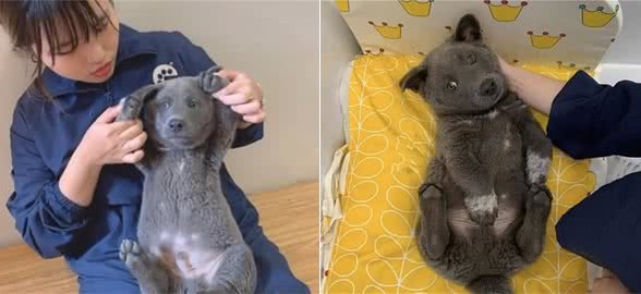 狗狗因毛色特别，总被误会成是和猫所生？汪：我的确是吃狗粮的