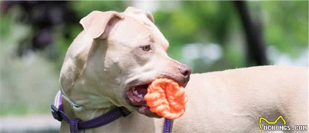 比特犬超凶恶不能养？很多主人不服，只要训练比特犬也能变好狗