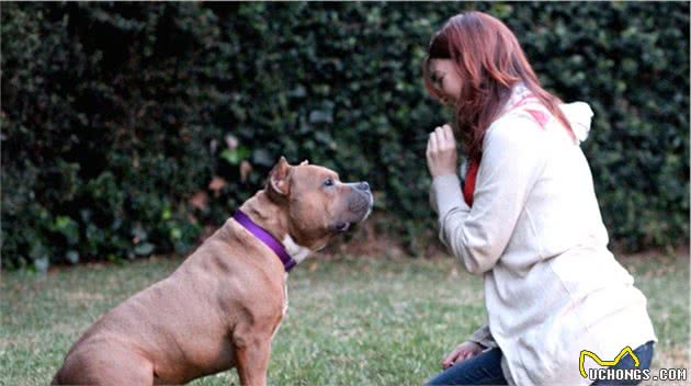 比特犬超凶恶不能养？很多主人不服，只要训练比特犬也能变好狗