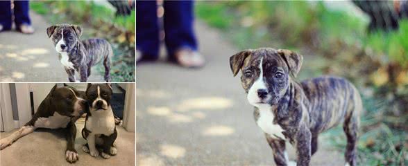 比特犬超凶恶不能养？很多主人不服，只要训练比特犬也能变好狗