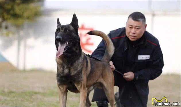 为什么马犬要比德牧要好？6个原因告诉你