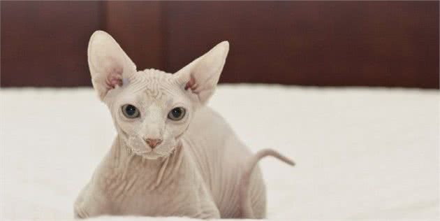 想养短毛猫咪？这些品种你需要了解