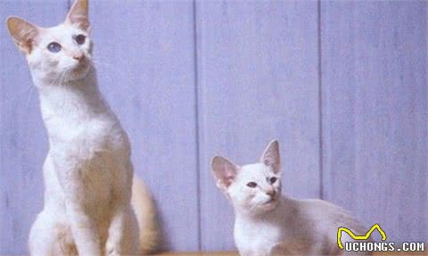 想养短毛猫咪？这些品种你需要了解