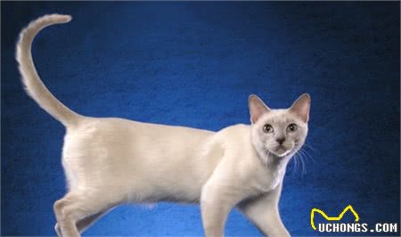 想养短毛猫咪？这些品种你需要了解