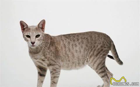 想养短毛猫咪？这些品种你需要了解