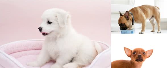 宠物狗生病后，想要快速恢复，吃什么营养品比较好？