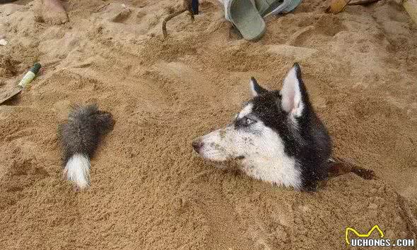 主人把狗狗骗去海滩，然后一言不合就埋了……