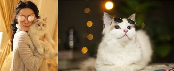 为什么布偶猫这么粘人？很多人受不了，看了后你会原谅它