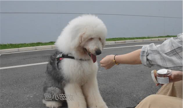 狗摇尾巴时,很多人就以为是开心,宠物专家告诉你,其实另有含义