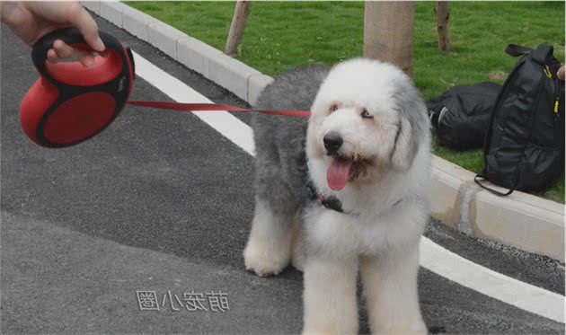 狗摇尾巴时,很多人就以为是开心,宠物专家告诉你,其实另有含义