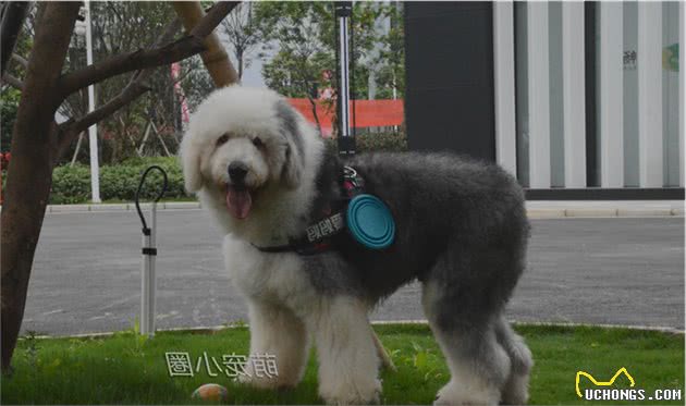 狗摇尾巴时,很多人就以为是开心,宠物专家告诉你,其实另有含义