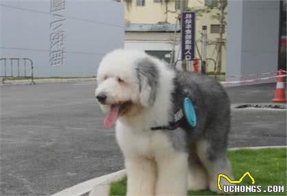 狗摇尾巴时,很多人就以为是开心,宠物专家告诉你,其实另有含义