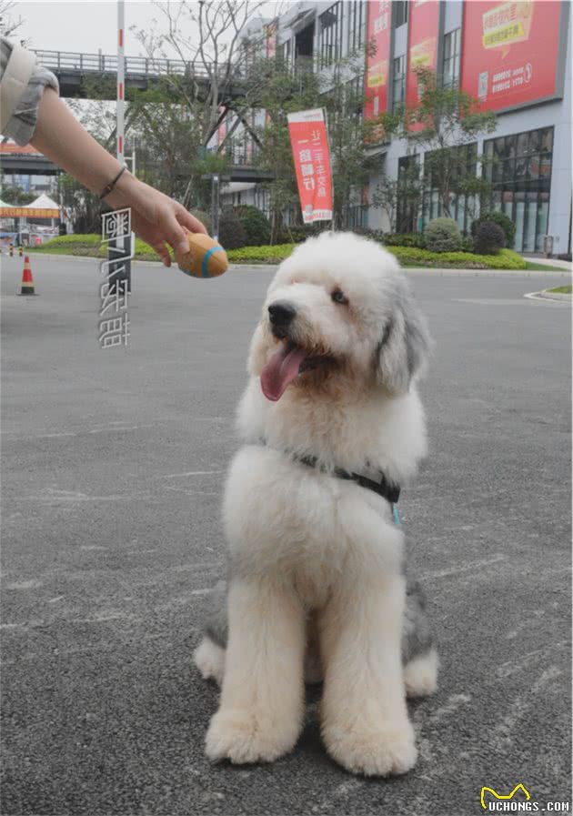 狗摇尾巴时,很多人就以为是开心,宠物专家告诉你,其实另有含义