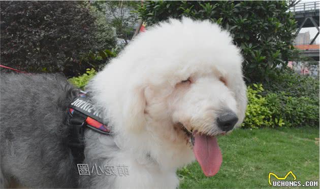 狗摇尾巴时,很多人就以为是开心,宠物专家告诉你,其实另有含义