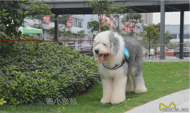 狗摇尾巴时,很多人就以为是开心,宠物专家告诉你,其实另有含义