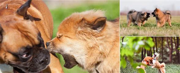 狗与狗街上相遇,主人应该如何防止两狗发生冲突?