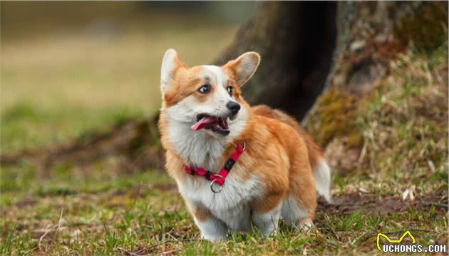 “颜值高”的柯基犬，为什么那么火？