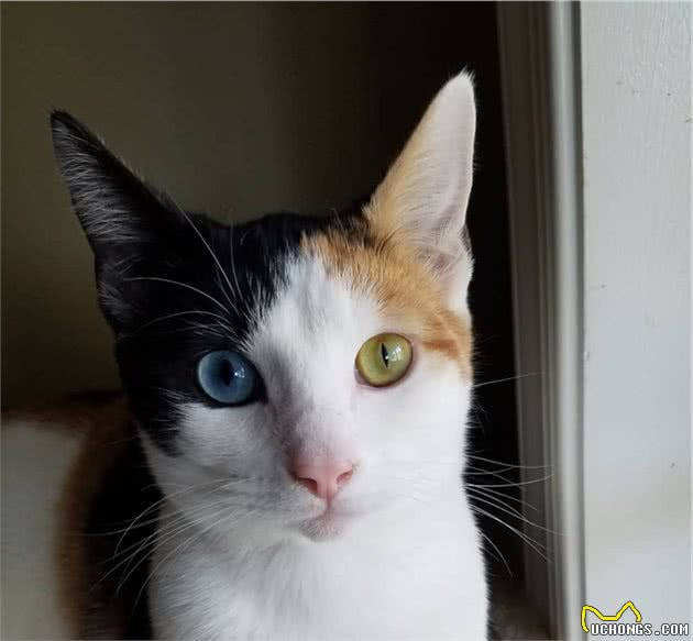 辟谣：异色瞳的猫咪都是波斯猫？错，虹膜异色症跟品种没有强关联