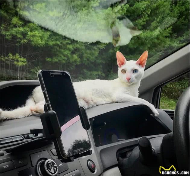 辟谣：异色瞳的猫咪都是波斯猫？错，虹膜异色症跟品种没有强关联