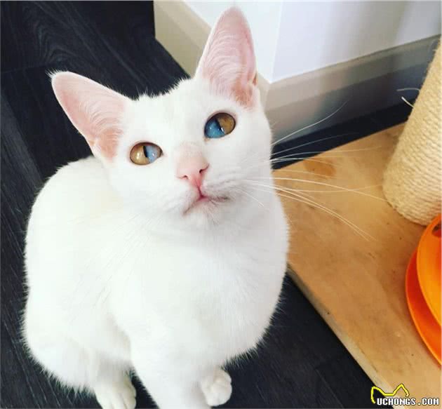 辟谣：异色瞳的猫咪都是波斯猫？错，虹膜异色症跟品种没有强关联