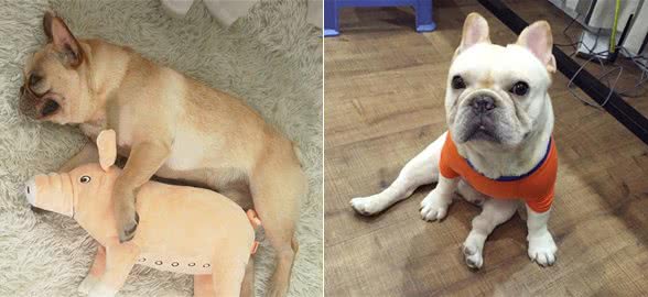 干货：训练法斗犬的基本攻略，你知道吗？