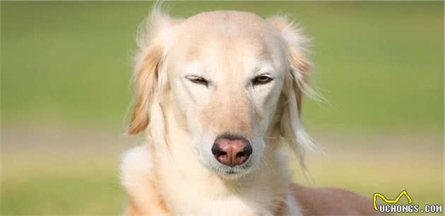 狗狗也会亚健康，这些表现你不能忽视