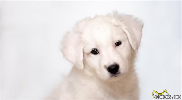 狗狗也会亚健康，这些表现你不能忽视