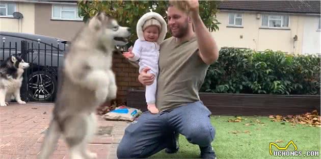 养狗和孕育孩子不矛盾！1岁不到的婴儿，轻松应对3只阿拉斯加