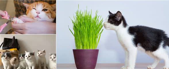 新手养猫指南，这些基本常识一定要记牢