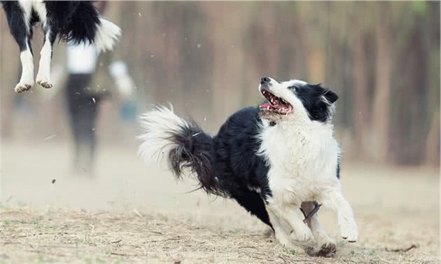 边境牧羊犬如何，好养吗？