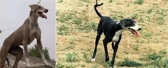 康熙猎犬—河北细犬