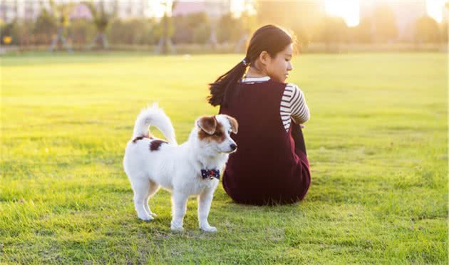 这6种小型犬，人生要养上一只才算完整，你家的在其中吗？