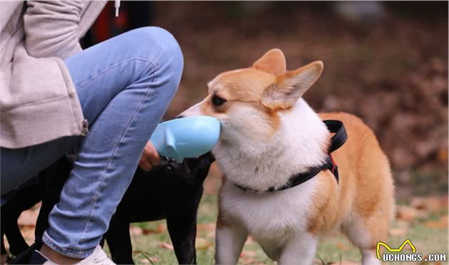 这6种小型犬，人生要养上一只才算完整，你家的在其中吗？