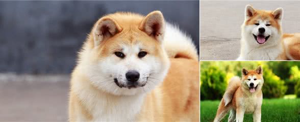 笑容极具治愈系的秋田犬，让人太爱了，可你真的适合饲养它吗？