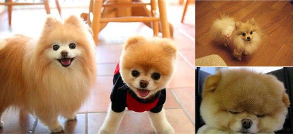 博美犬挑食怎么办？主人快试试这些办法，让它乖乖吃狗粮
