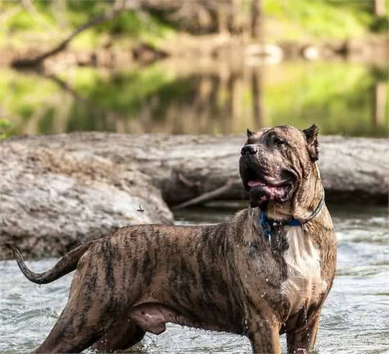 被称为“口水王”的5种犬，不是因为它们馋，而是基因组合不到位